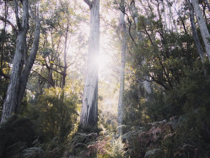 Australian bush, light coming through the trees